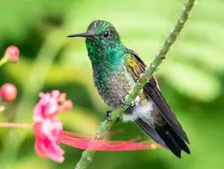 Spot local & migratory birds