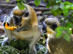 Meet michevious monkeys
