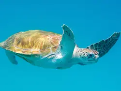 Swim with majestic turtles