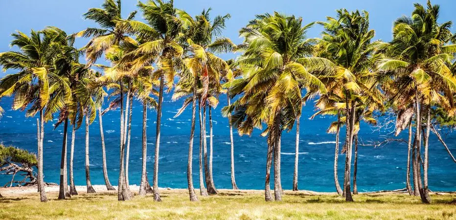 Line of coconut trees on a cliff overlooking the turquoise sea