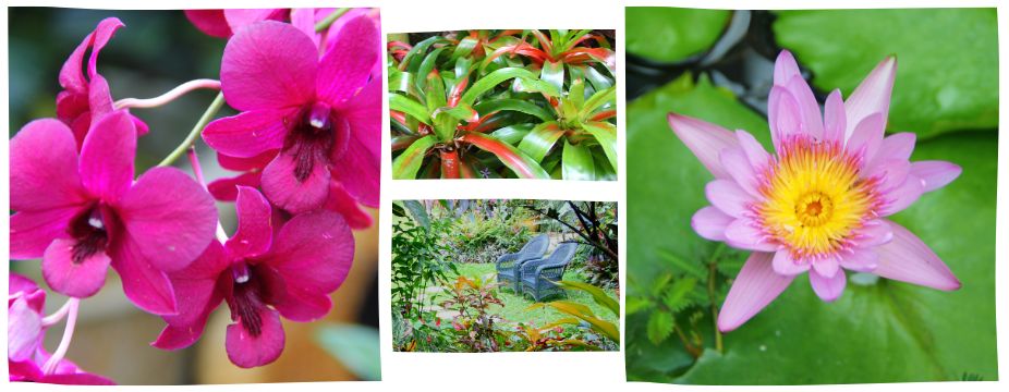 Barbados flora