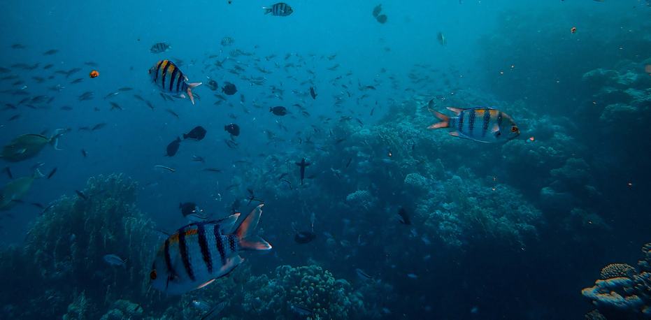 Fish and coral reef