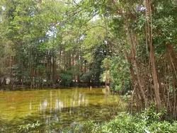 Mangroves