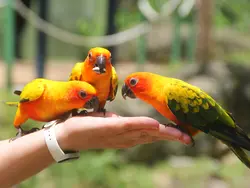 Parakeets
