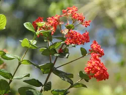 Andromeda Botanical Garden