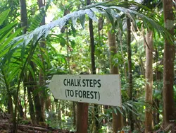 Coco Hill Forest