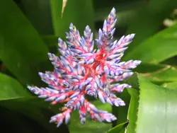 Flower Forest