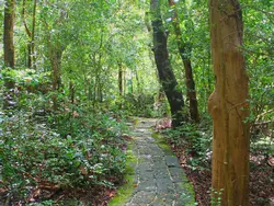 Grenade Hall Forest