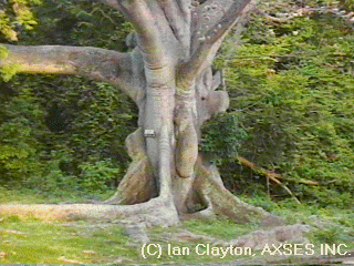 Turners Hall Woods, Barbados