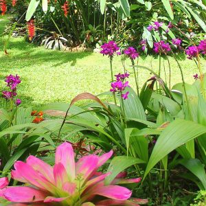 Exploring Tropical Gardens