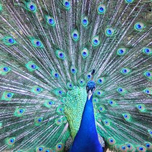 Peacock At Barbados Wildlife Reserve