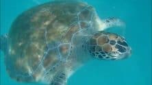Swimming With A Sea Turtle
