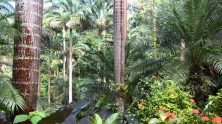 The Tranquility Of A Tropical Garden