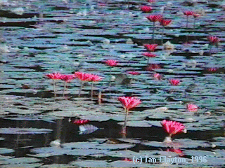 Waterlilies at Codrington College