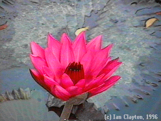 Gorgeous Waterlily!
